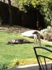 Ava and Gertie in the yard